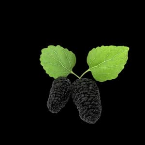 Sun-Dried Mulberries (200g)