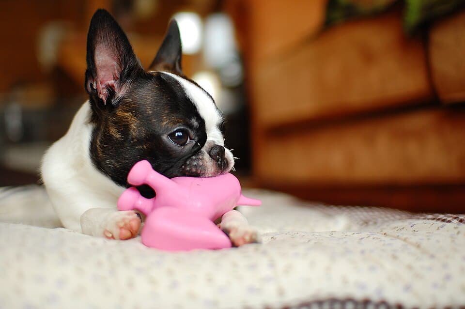 Rope Tug Toy